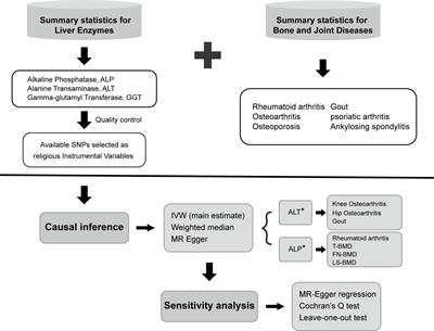 Mendelian randomization to evaluate the causal relationship between liver enzymes and the risk of six specific bone and joint-related diseases